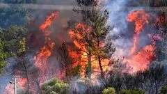 جزئیات و علت آتش‌سوزی در جنگل‌های هیرکانی در الیت چالوس/ با پوشش گیاهی این منطقه آشنا شوید