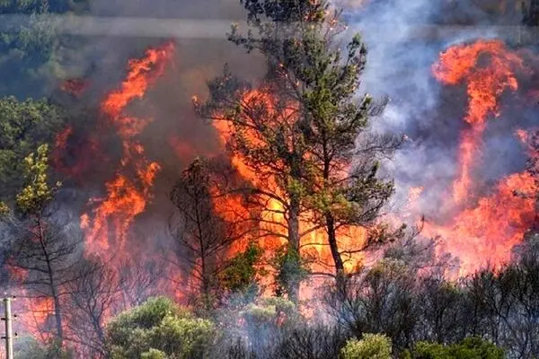 جزئیات و علت آتش‌سوزی در جنگل‌های هیرکانی در الیت چالوس/ با پوشش گیاهی این منطقه آشنا شوید