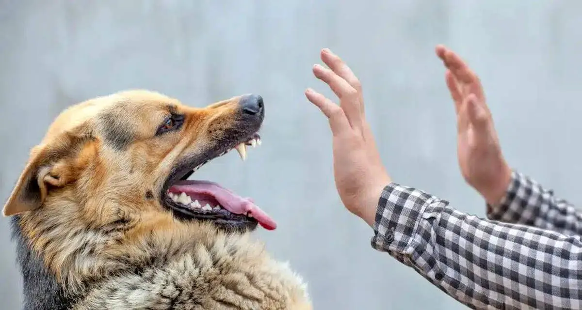 8 مرگ به دلیل هاری در شش ماه