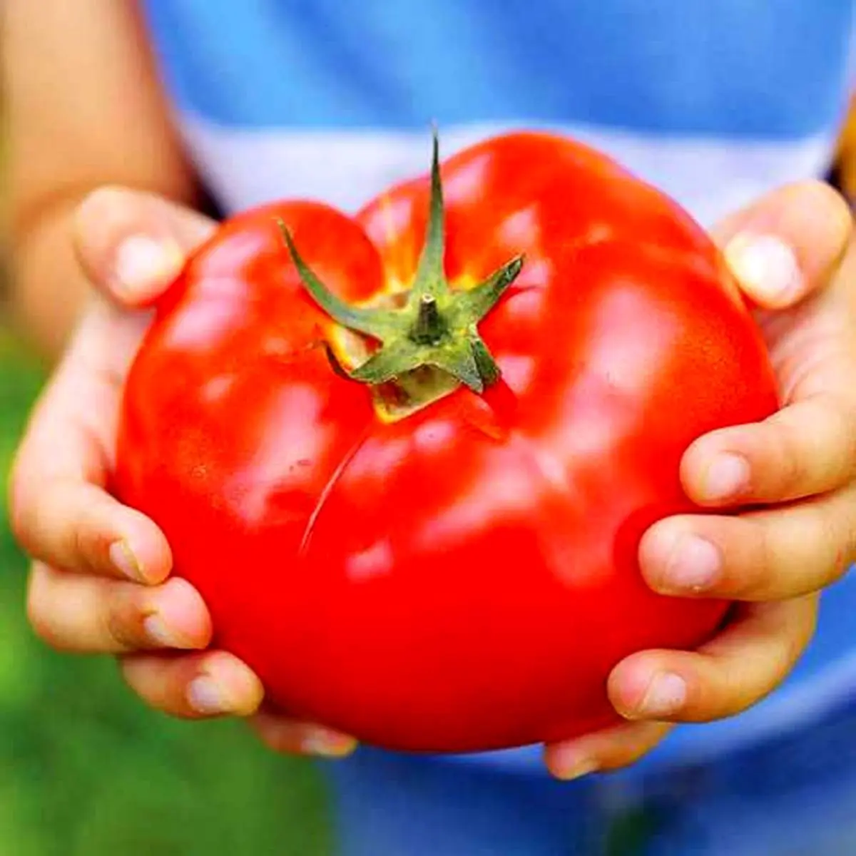 پیدا شدن گوجه فرنگی در فضا