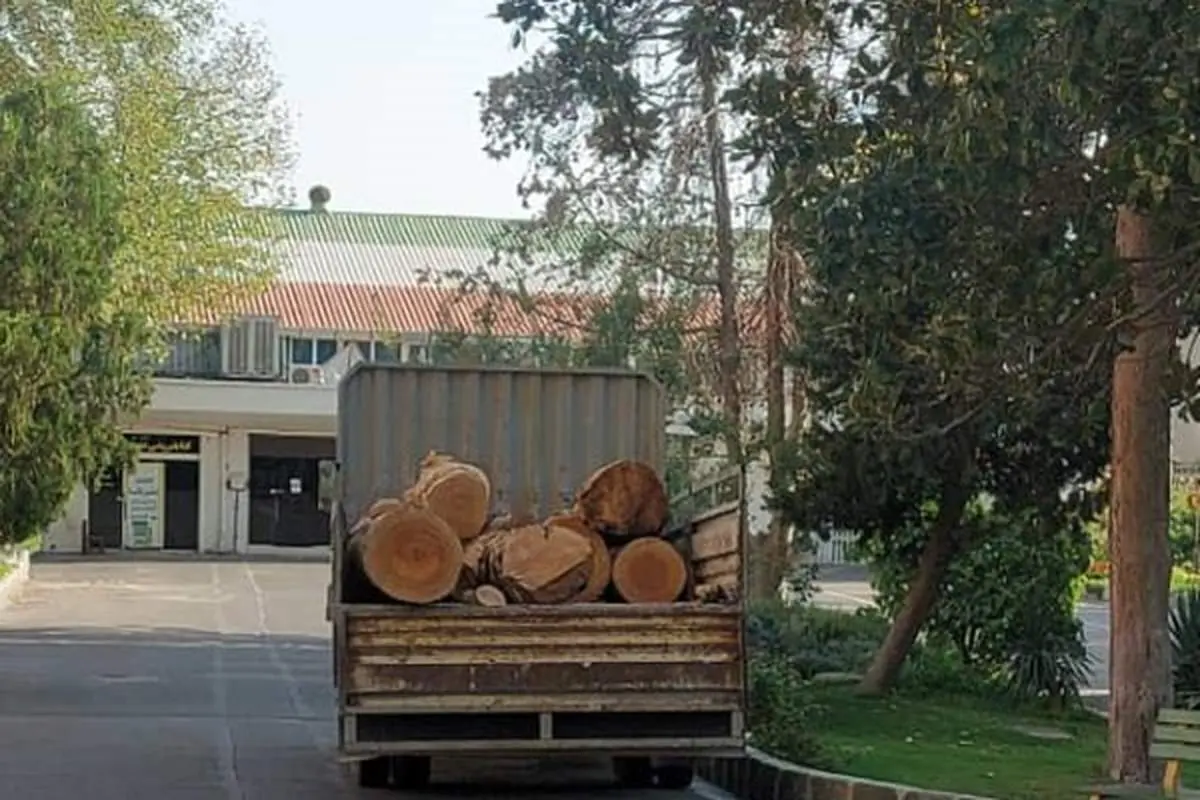 قطع بدون مجوز درختان دانشگاههای الزهرا، تهران و انقلاب!