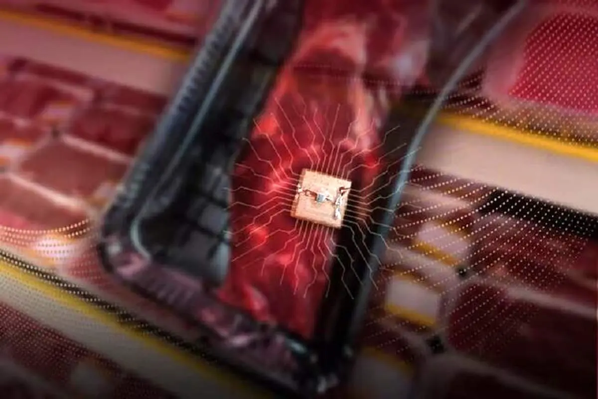 حسگری که فاسد شدن غذای پروتئینی را با پیامک به شما اطلاع می‌دهد