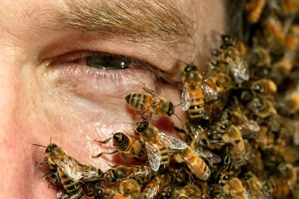 ببینید | زندگی عجیب و غریب یک مرد با هزاران زنبور