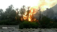 آتش‌سوزی شدید در نخلستان‌های بندرعباس