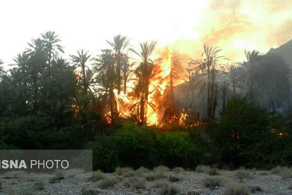 آتش‌سوزی شدید در نخلستان‌های بندرعباس