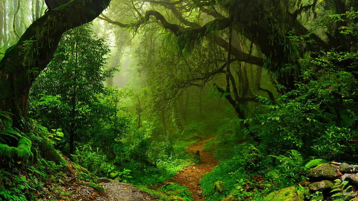 راه حل ناسا برای نجات جنگلهای آمازون نهایی شد