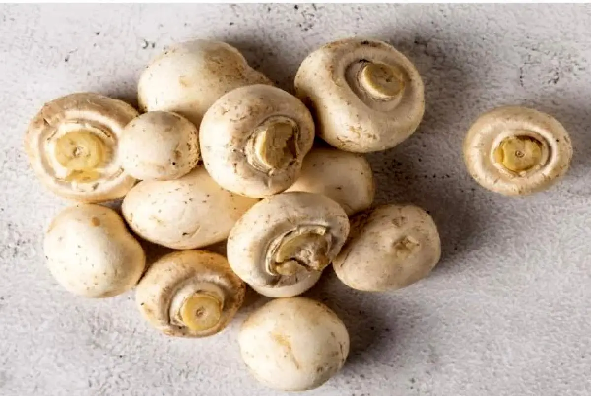 قارچ بیماری‌های عفونی را فراری می‌دهد