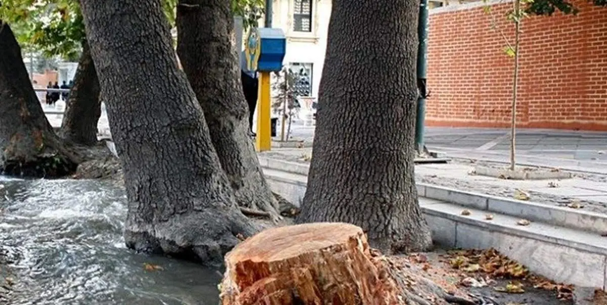 درختان خیابان ولیعصر از اصفهان میآیند