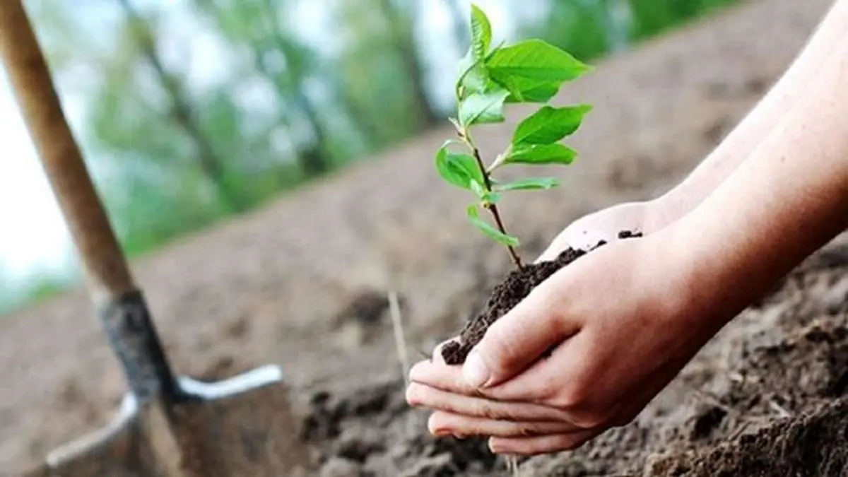 آغاز کاشت یک میلیارد درخت در تهران