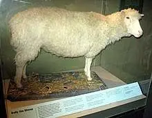 دالی؛
من اولین گوسفند شبیه سازی جهانم