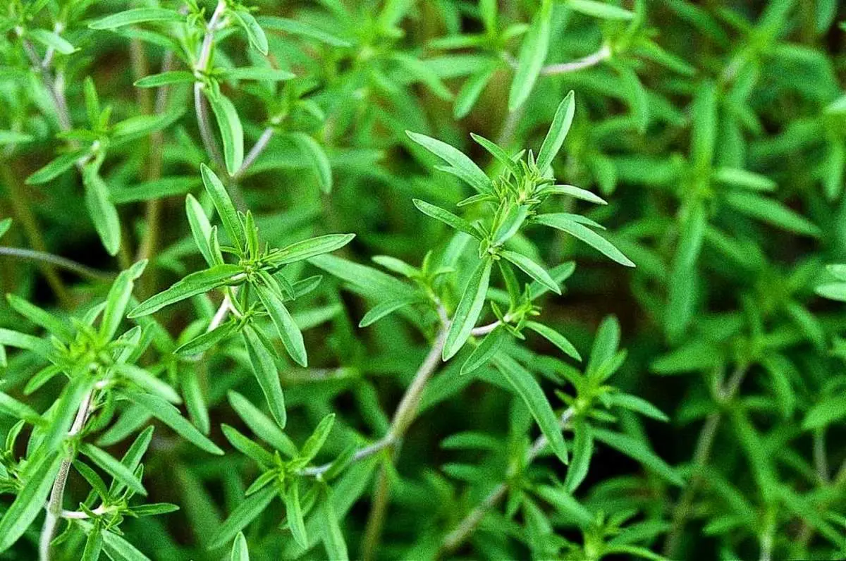فشار خون را با گیاه مرزه ضربه فنی کنید!
