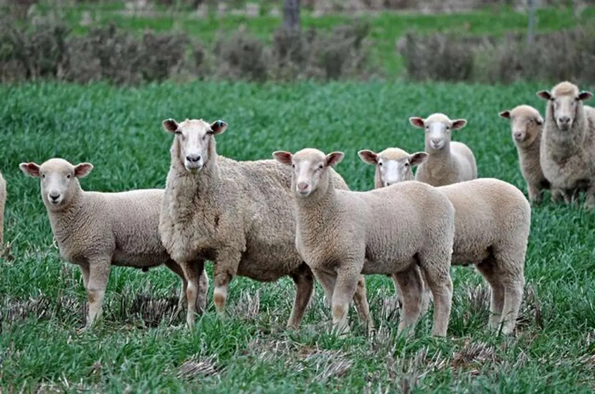 در استرالیا گوسفند مجانی می دهند