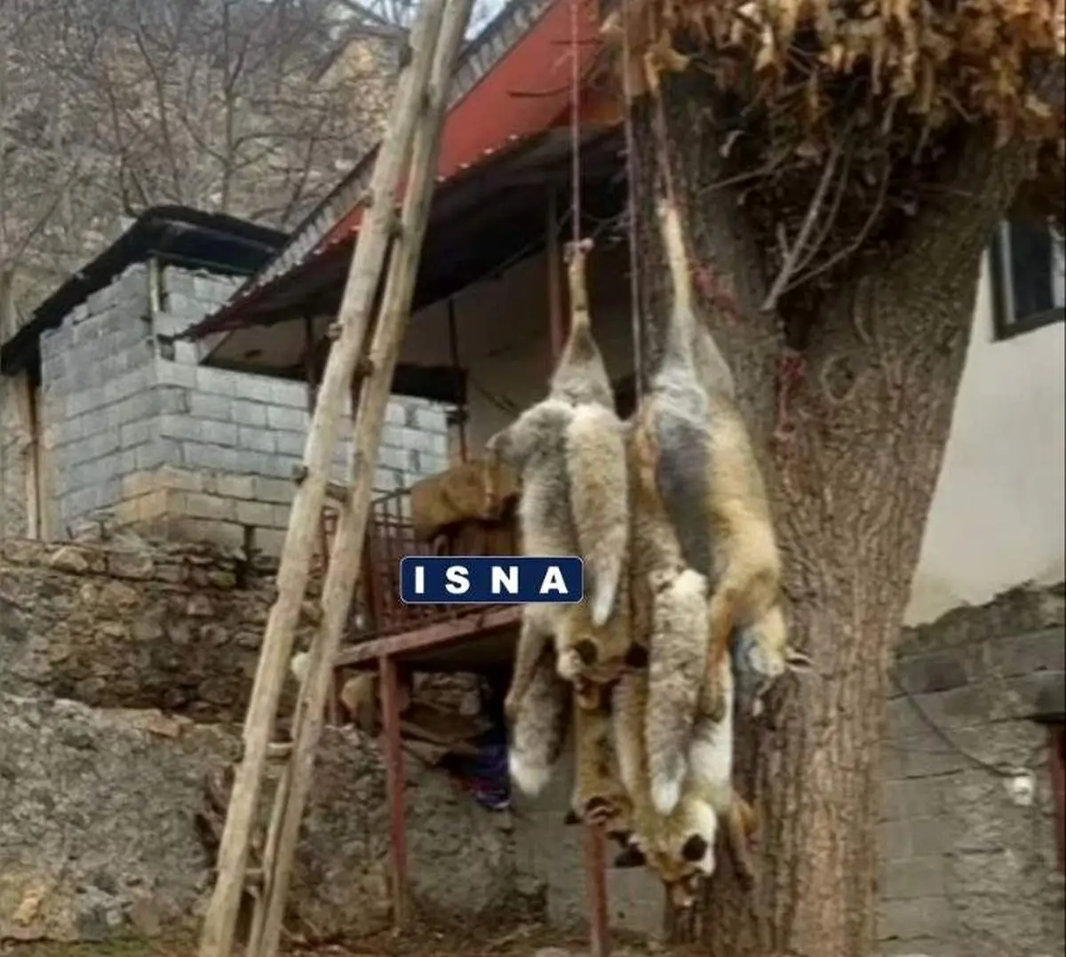 ماجرای «روباه های آویزان شده در چالوس» چیست؟/ عکس