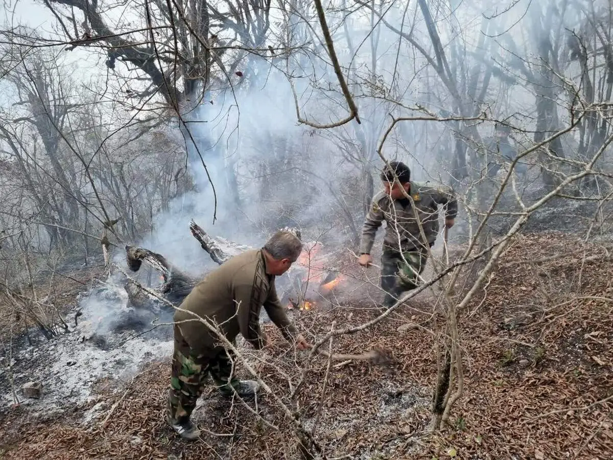 ۱۰ هکتار از بهترین رویشگاههای ارزشمند جنگلهای نور سوخت