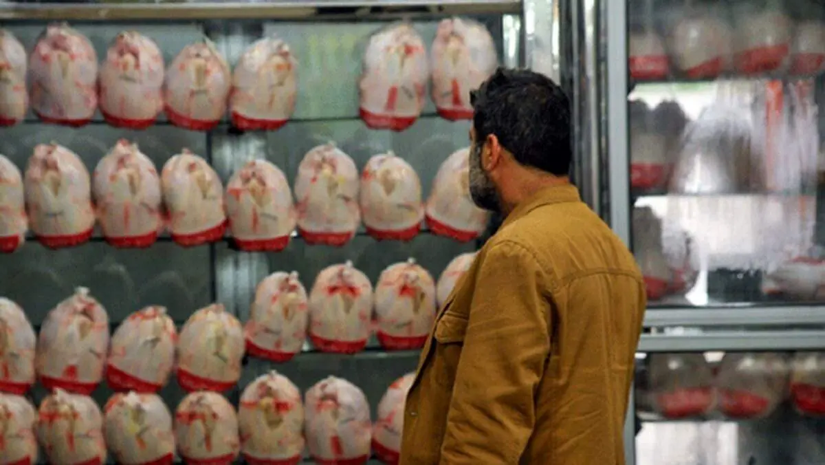 مرغ باز هم گران می‌شود؟