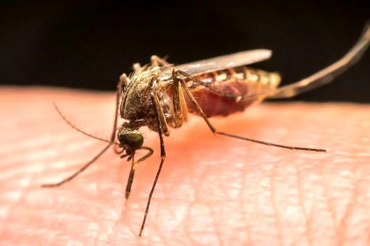 ۶ مورد ابتلا به مالاریا در گچساران