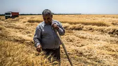 قیمت گندم افزایش می یابد؟/ گندمکاران حتما بخوانند