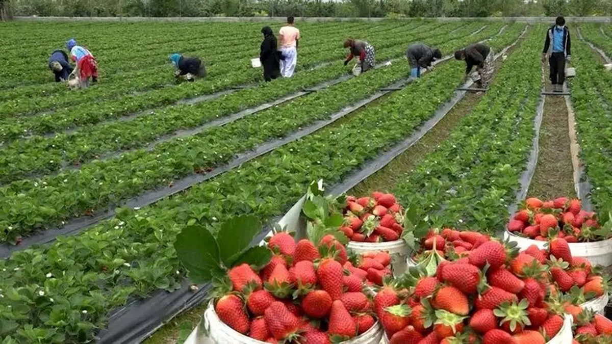 ماندگاری بالای سموم روی توت فرنگی/ روش شُستن