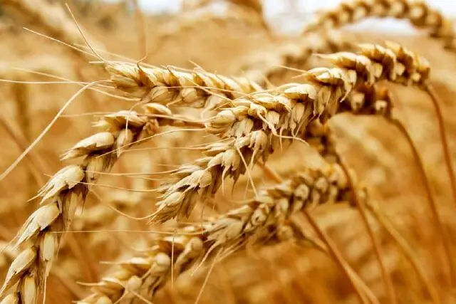 گرانترین گندم جهان در ایران خریداری می شود