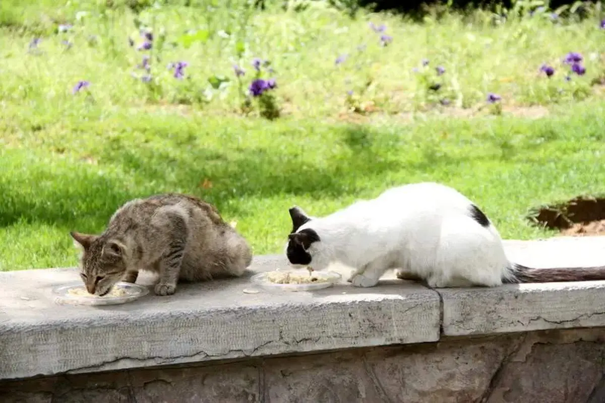 مدفوع گربه مردان را نابارور میکند