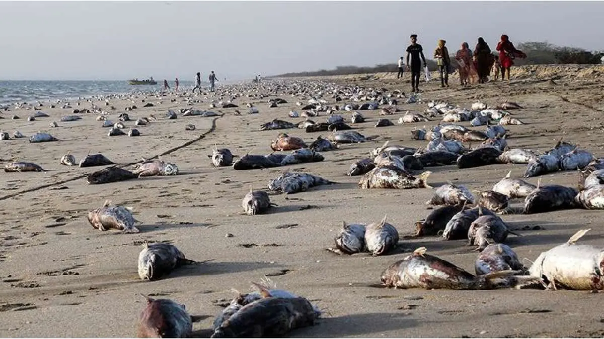 معمای مرگ گربه ماهی ها در ساحل جاسک / عکاس : عابد قاسمی