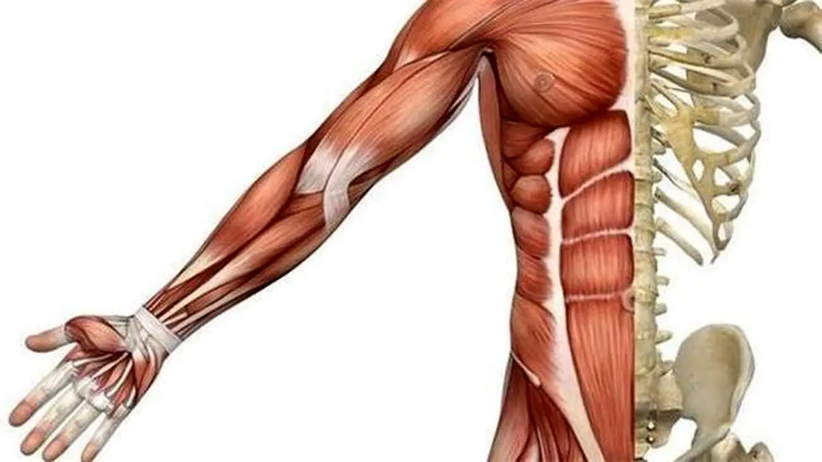 مصرف قند کمتر به ترمیم عضله کمک میکند