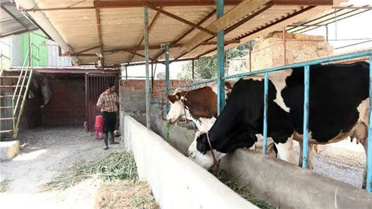 180 هزار شغل برکت در حوزه پرورش دام سبک و سنگین