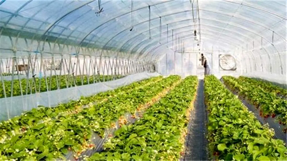پرداخت بالغ بر 31 هزار میلیارد ریال تسهیلات گلخانه ای توسط بانک کشاورزی در سال 1399