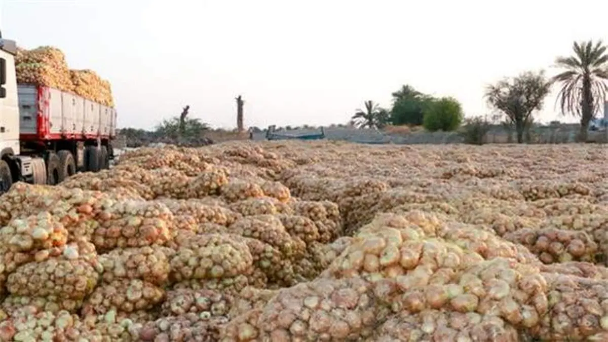 کشاورزان زیر بار سونامی پیاز کمر خم کردند!