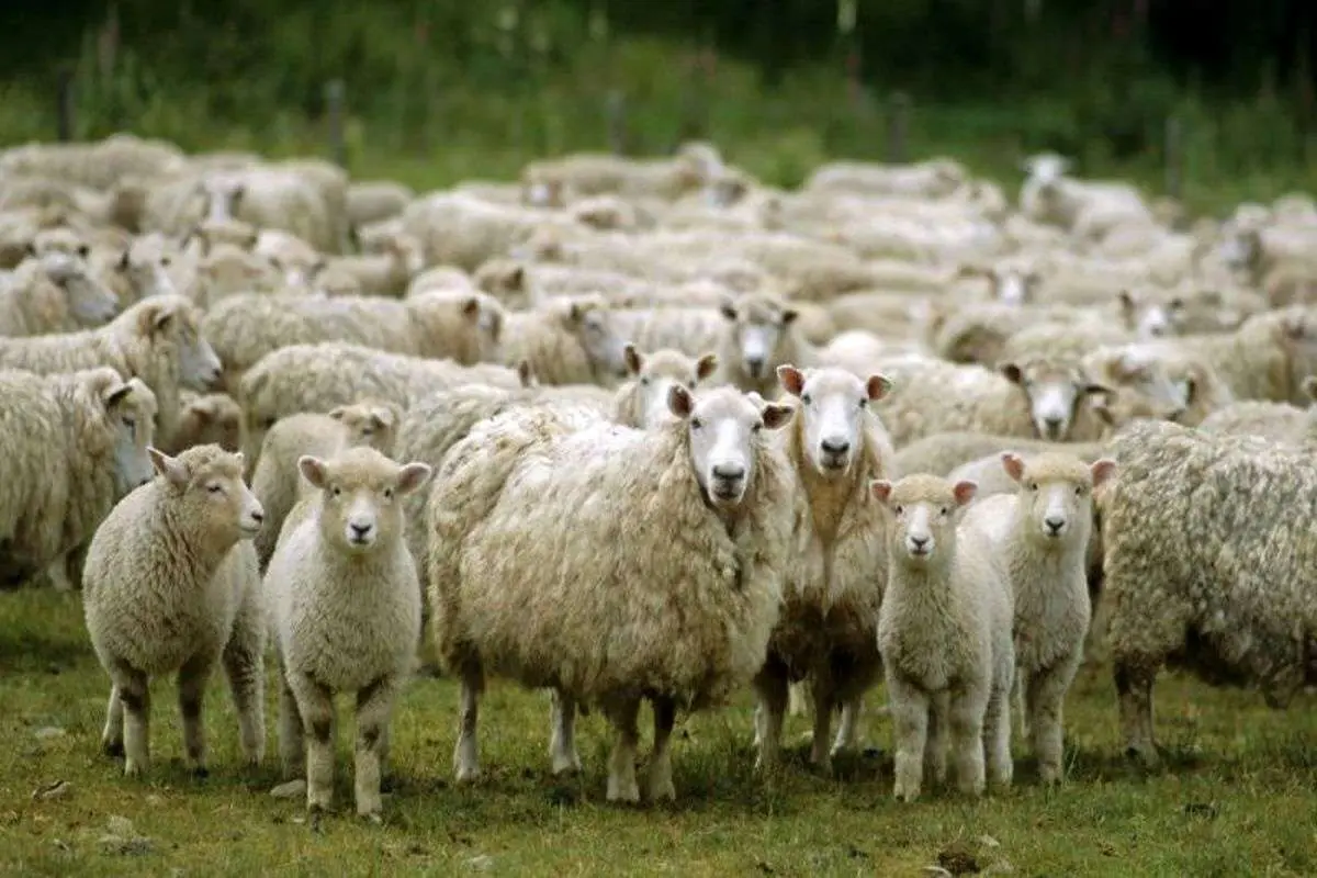قربانی کردن گوسفند در این کشور ممنوع شد!