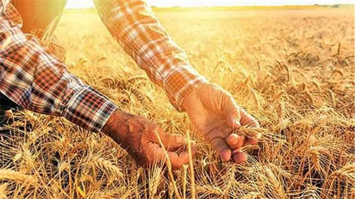 رکورد بی سابقه بانک کشاورزی در پرداخت 20 هزار میلیارد ریال وجوه گندم طی دوماه