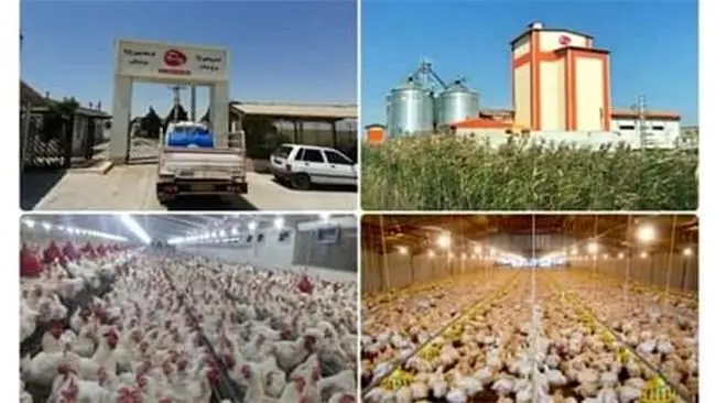 بانک کشاورزی حامی تولید و کار آفرینی /حمایت 240 میلیارد ریالی بانک کشاورزی استان گلستان از زنجیره تولید مرغ