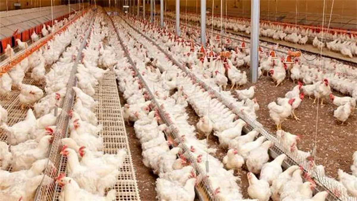 آیا باید منتظر مرغ ۱۰۰ هزار تومانی باشیم؟/ بررسی احتمال قیمتهای نجومی برای بازار مرغ