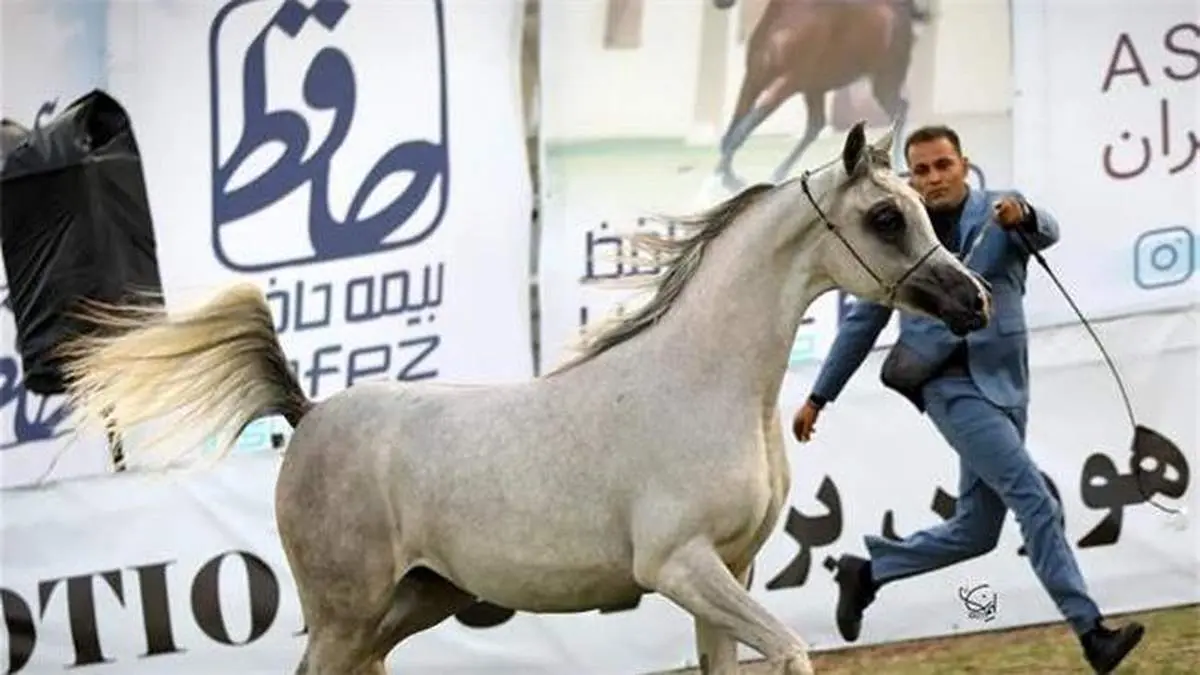 حضور بیمه حافظ در جشنواره اسب اصیل عرب