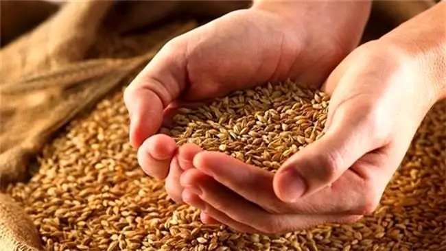 واریز بیش از200هزار میلیارد ریال وجوه خرید تضمینی گندم توسط بانک کشاورزی