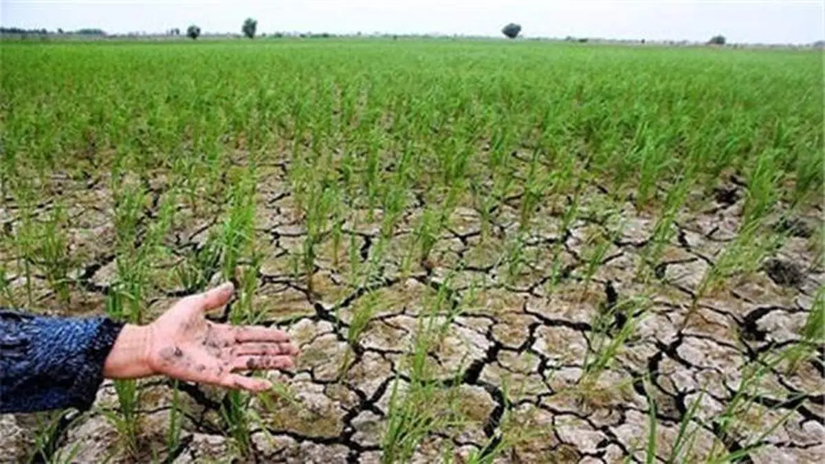 پیشنهاد بانک کشاورزی به سازمان برنامه و بودجه درباره مساعدت و امهال مطالبات خسارت دیدگان بخش کشاورزی