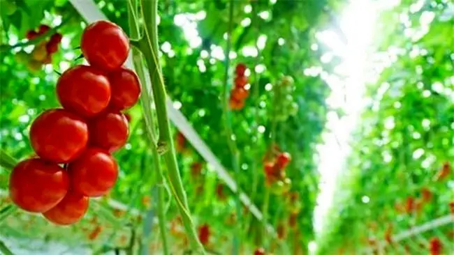 بانک کشاورزی ، حامی تولید و کارآفرینان/حمایت 90 میلیاردی بانک کشاورزی از راه اندازی گلخانه هیدروپونیک سبزی و صیفی در استان کرمان