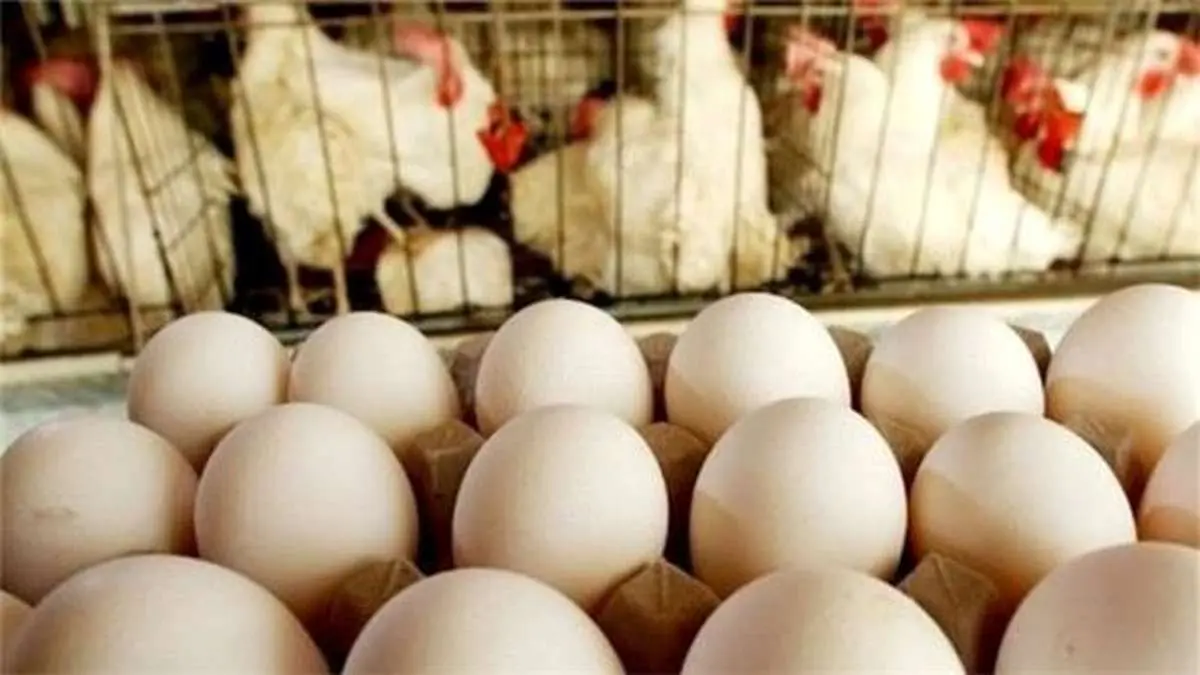 ماهانه باید ۱۵ هزار تن تخم‌مرغ وارد کشور شود/ مردم بجای سایر پروتئین‌ها تخم مرغ مصرف می‌کنند/ سرعت توزیع بار وارداتی ۲ برابر می‌شود