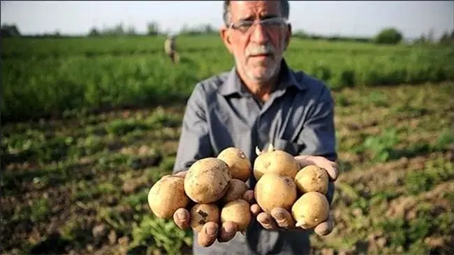 دلال‌ها عرضه سیب‌زمینی را به یک‌سوم کاهش دادند/ قیمت ۱۲ هزار تومان شد/ مسئولان حداقل به خوردن سیب‌زمینی رضایت بدهند