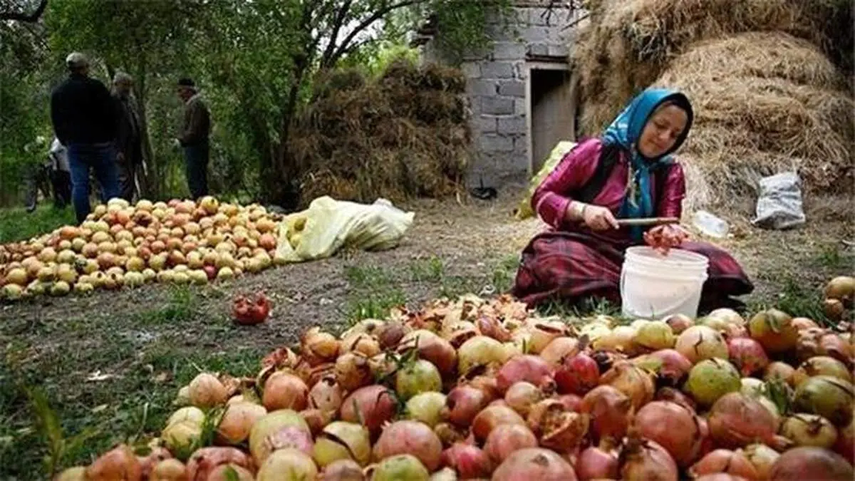 استقبال ۸۷ درصدی دیپلمه‌ها از طرح اشتغال روستایی