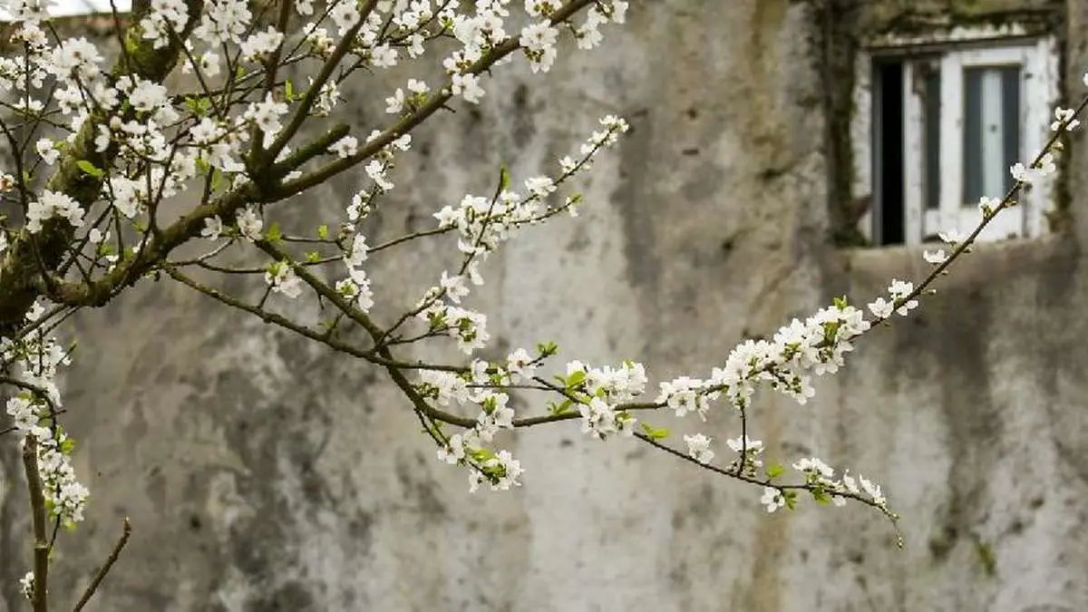 پاگشای بهار با شکوفه های آلوچه / عکاس: الهه فلاح بلندطبع