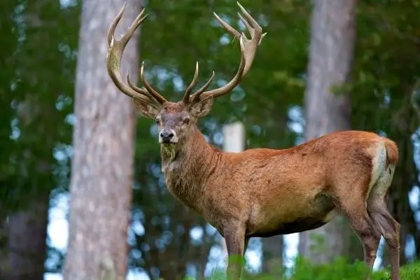 گاوبانگی یا مرثیه‌ای برای مرگ گوزن‌های سرخ