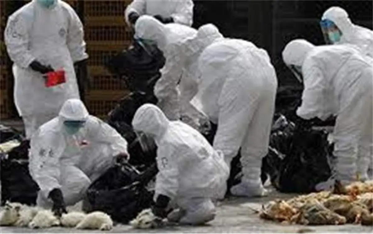 شیوع ترسناک آنفلوآنزای پرندگان بین پستانداران