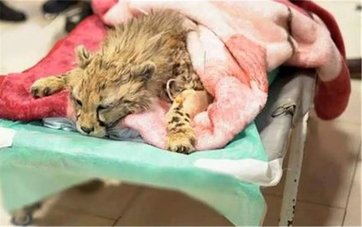 حال پیروز خوب نیست / پیروز زنده میماند؟