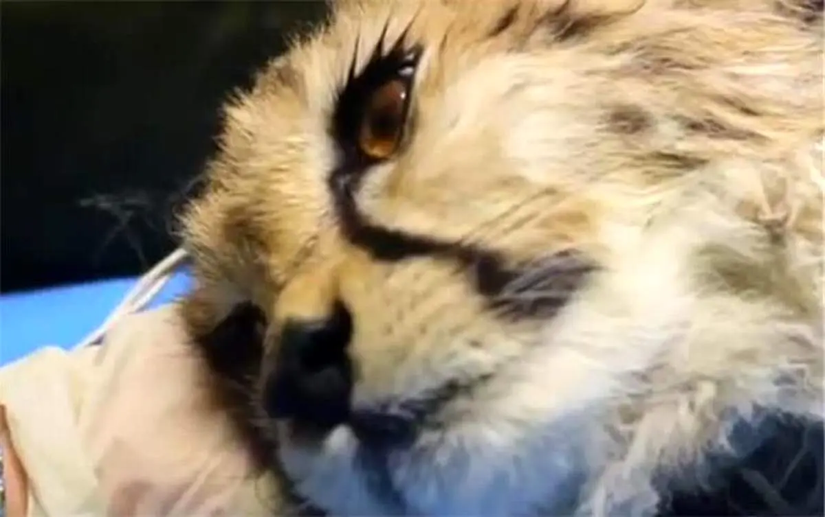 دیالیز «پیروز» بیفایده بود / «پیروز» تلف شد