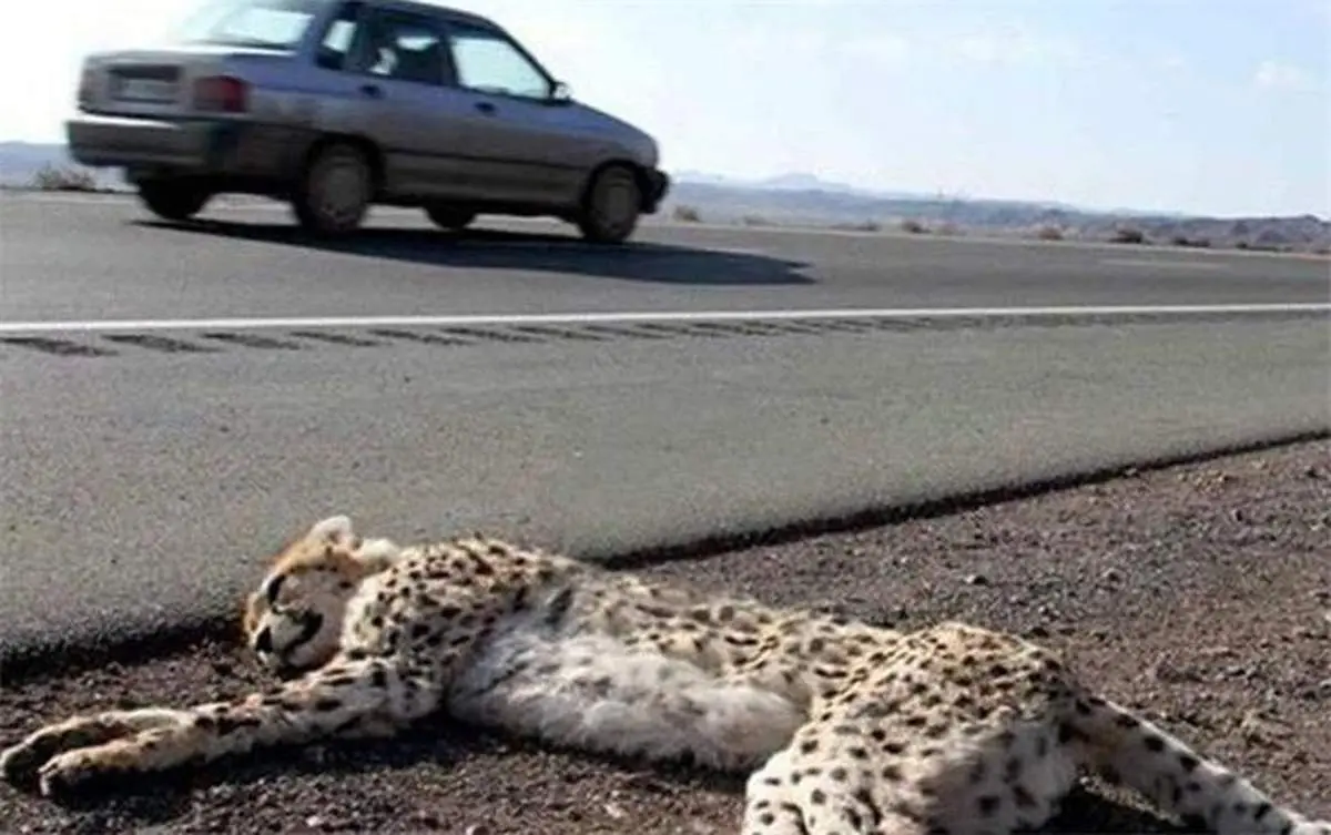 چرا جانوران در ایران منقرض می‌شوند؟/ متهم ردیف اول را بشناسید