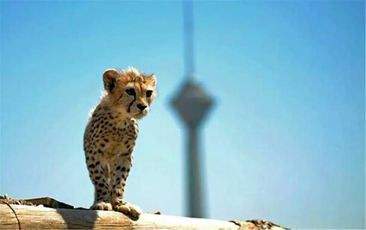 «پیروز» تاکسیدرمی  میشود/ کالبدشکافی پیروز را دانشگاه تهران انجام می دهد