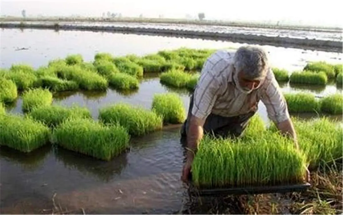 فرماندار زنجان:  نظارت کافی بر نحوه استفاده از سموم کشاورزی وجود ندارد/ آمار ابتلا به بیماریهای صعبالعلاج افزایش یافته است