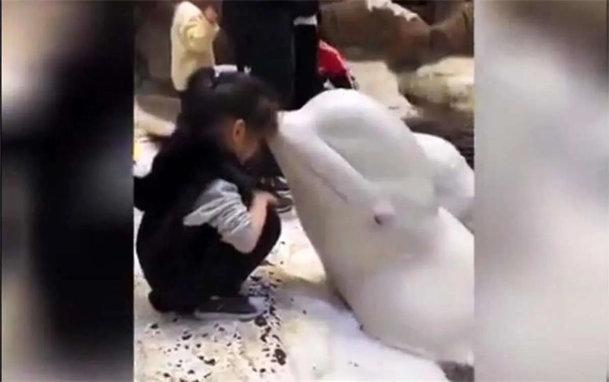واکنش جالب نهنگ سفید در مواجهه با یک دختر!