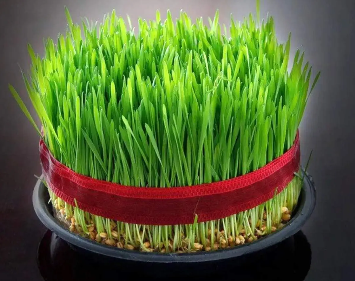 نحوه کاشت ۷ مدل سبزه برای هفتسین/ تا ۲۴ اسفند وقت دارید!